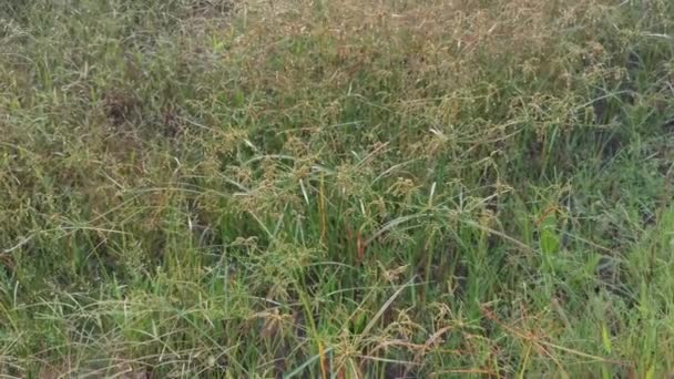 Field Full Cyperus Strigosus Weed Grasses — Stock Video