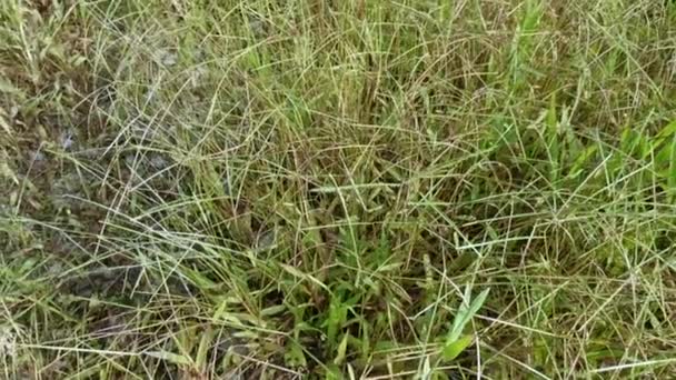 Feld Voll Mit Dem Unkrautgras Paspalum Notatum — Stockvideo