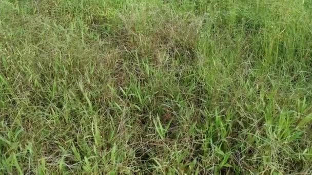 Поле Полное Травы Сорняков Paspalum Notatum — стоковое видео