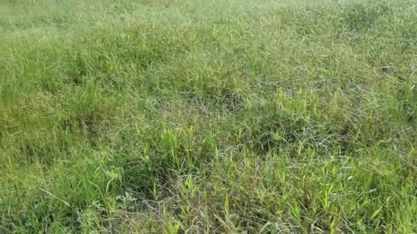 Campo Cheio Ervas Daninhas Paspalum Notatum — Vídeo de Stock