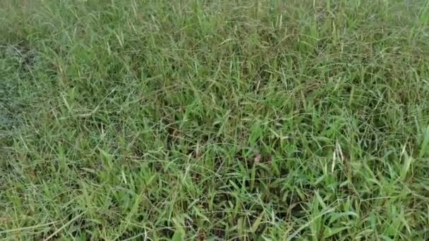 Поле Полное Травы Сорняков Paspalum Notatum — стоковое видео