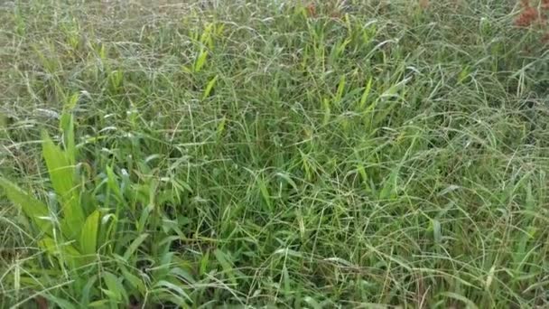 パスパルム ノタトゥムの雑草の草だらけの畑 — ストック動画