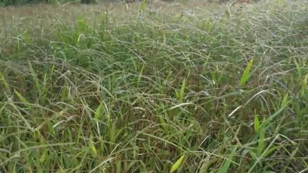 Field Full Paspalum Notatum Weed Grasses — Stock Video