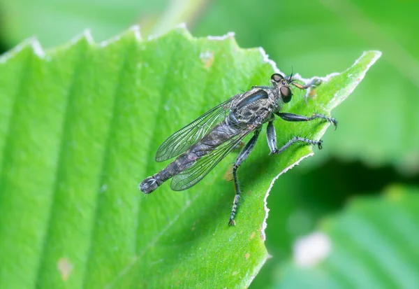 Asilidae Sineğinin Yakın Çekimi — Stok fotoğraf