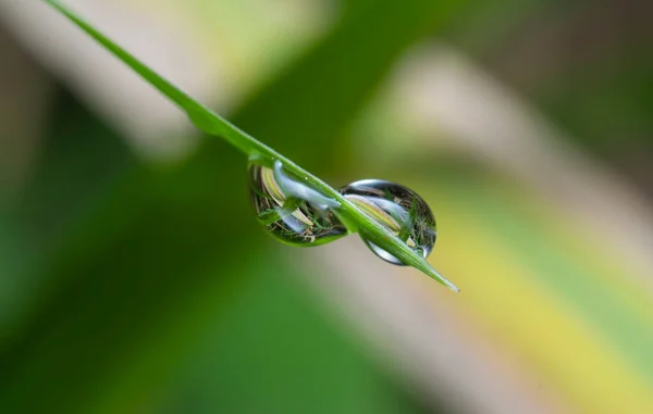 Gotas Agua Hermosas Superficie Hierba Silvestre —  Fotos de Stock