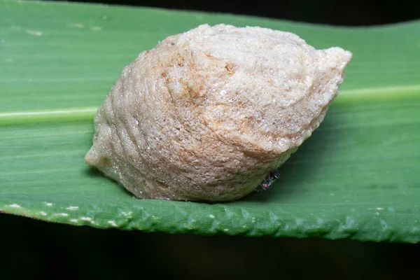 Close Shot Praying Mantis Egg Case — Stock Photo, Image