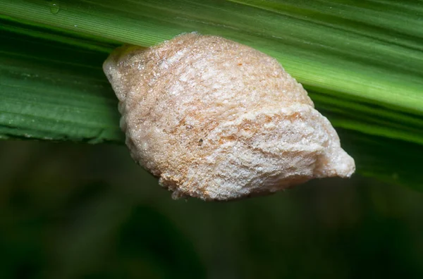 Close Shot Praying Mantis Egg Case — Stock Photo, Image