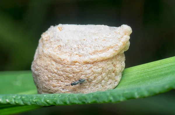 Close Shot Praying Mantis Egg Case — Stock Photo, Image