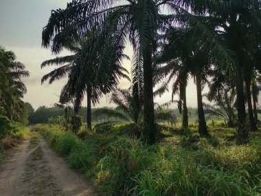 Vahşi çayırlarda güzel bir hava manzarası..