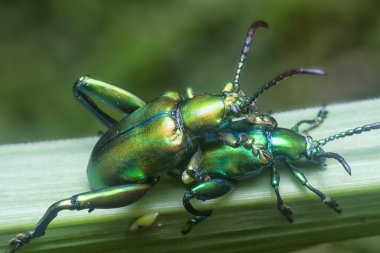 Kurbağa bacaklı yaprak böceği çimen sapında çiftleşiyor..