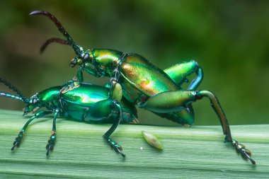 Kurbağa bacaklı yaprak böceği çimen sapında çiftleşiyor..