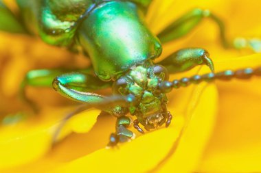 Yeşil kurbağa bacaklı yaprak böceğinin yakın çekimi..