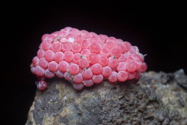 Vişneli pembe salyangoz yumurtası kümesi