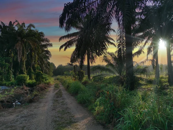 Prachtig Weer Scene Wilde Landbouwweide — Stockfoto