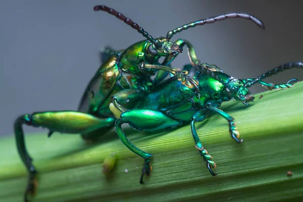 Froschbeiner Laubkäfer Kopuliert Grasstamm — Stockfoto