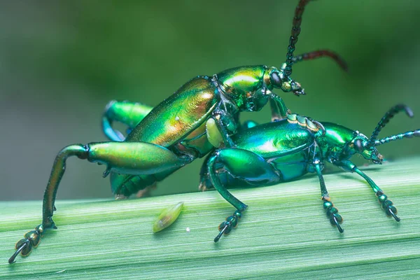 Kurbağa Bacaklı Yaprak Böceği Çimen Sapında Çiftleşiyor — Stok fotoğraf