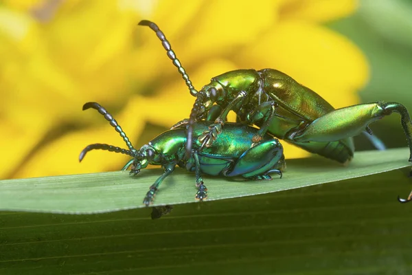 Kikkerbillen Bladkever Copuleren Grasstengel — Stockfoto