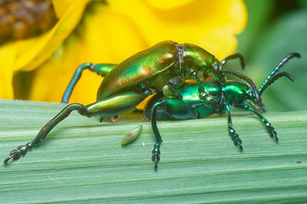 Kikkerbillen Bladkever Copuleren Grasstengel — Stockfoto