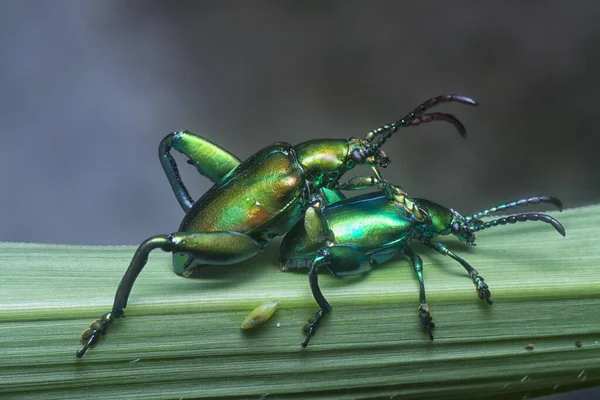 Escaravelho Pernas Sapo Copulando Caule Relva — Fotografia de Stock