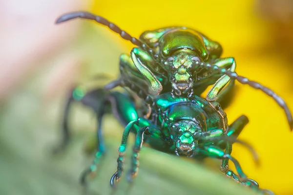 Escarabajo Hoja Con Patas Rana Copulando Tallo Hierba — Foto de Stock
