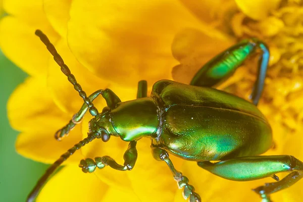 Yeşil Kurbağa Bacaklı Yaprak Böceğinin Yakın Çekimi — Stok fotoğraf