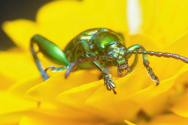緑のカエルの足の葉の甲虫の — ストック写真