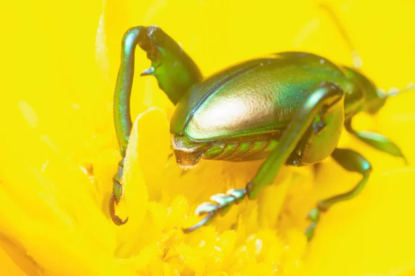 緑のカエルの足の葉の甲虫の — ストック写真