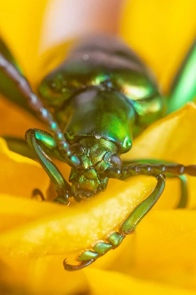 close shot of the green frog-legged leaf beetle.