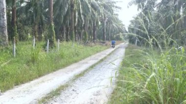 Perak, Malezya. 31 Aralık 2020: Kampong Koh Oil Palm Tarım Çiftliği kırsal yol üzerinde seyahat eden yerel motosiklet manzarası.