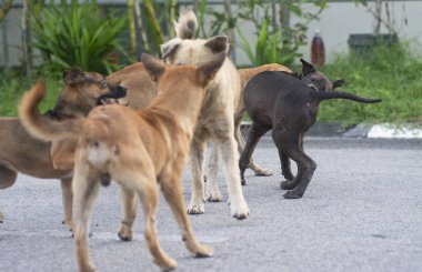 Sokak köpeklerinin günlük aktiviteleri.