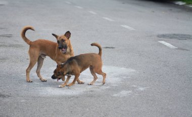 Sokak köpeklerinin günlük aktiviteleri.