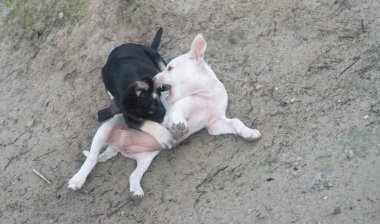 Siyah beyaz köpek yavrularının portre fotoğrafları..