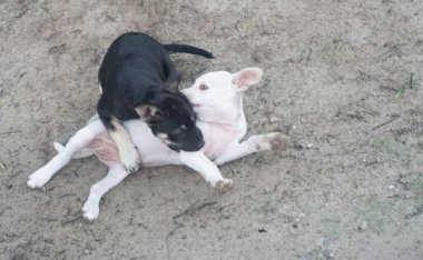 Siyah beyaz köpek yavrularının portre fotoğrafları..