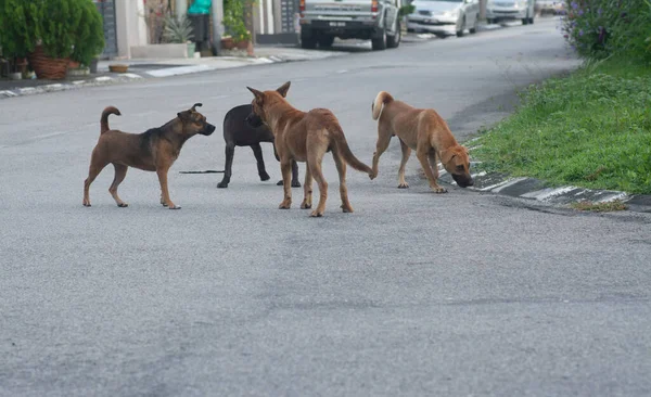 Atividades Diárias Cães Vadios Rua — Fotografia de Stock