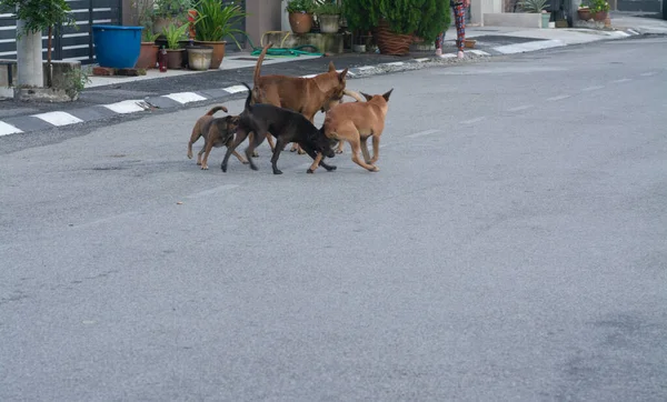 Alltägliche Aktivitäten Streunender Hunde Auf Der Straße — Stockfoto