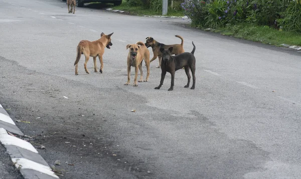 Attività Quotidiane Cani Randagi Strada — Foto Stock