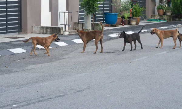 Attività Quotidiane Cani Randagi Strada — Foto Stock