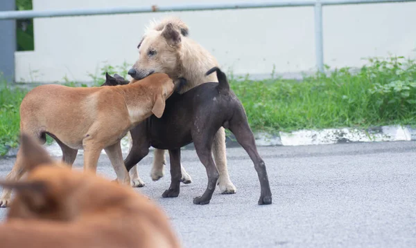 Actividades Cotidianas Perros Callejeros Calle — Foto de Stock