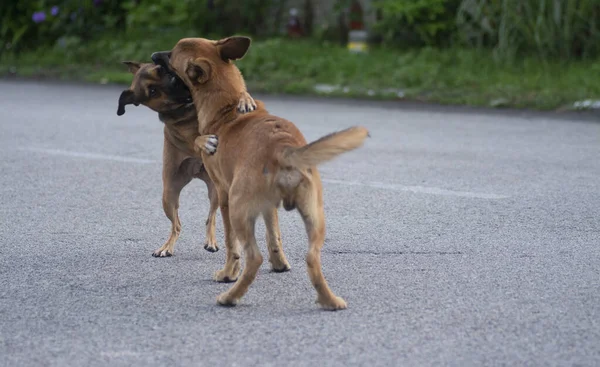 Kóbor Kutyák Mindennapi Tevékenységei Utcán — Stock Fotó