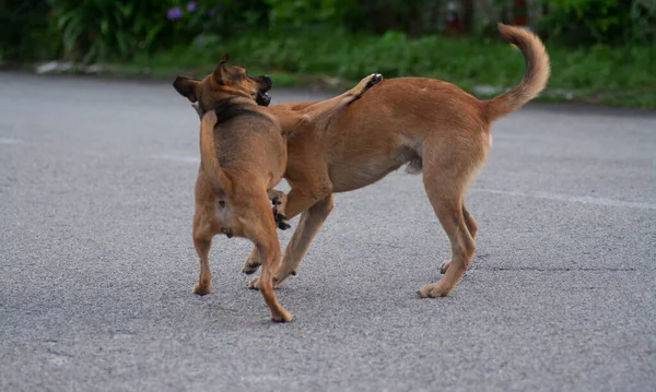 Alltägliche Aktivitäten Streunender Hunde Auf Der Straße — Stockfoto
