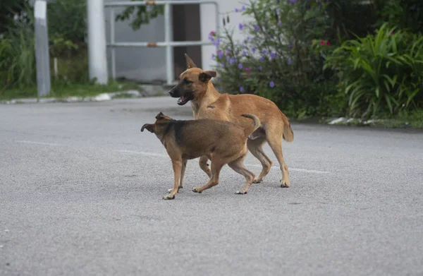 Alltägliche Aktivitäten Streunender Hunde Auf Der Straße — Stockfoto