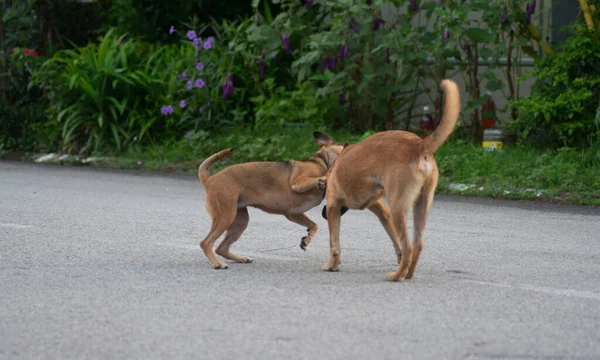 Actividades Cotidianas Perros Callejeros Calle — Foto de Stock