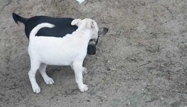 Retratos Cachorros Blancos Negros —  Fotos de Stock