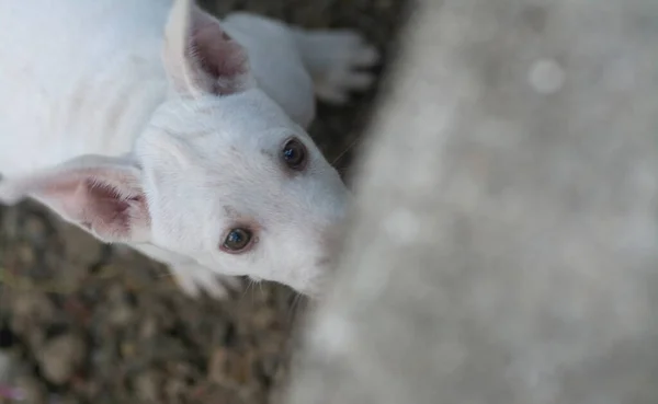 Siyah Beyaz Köpek Yavrularının Portre Fotoğrafları — Stok fotoğraf