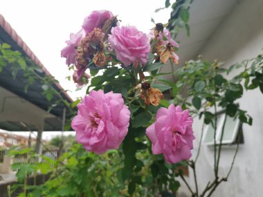 Renkli pembe Rosa Chinensis Jacq çiçeği