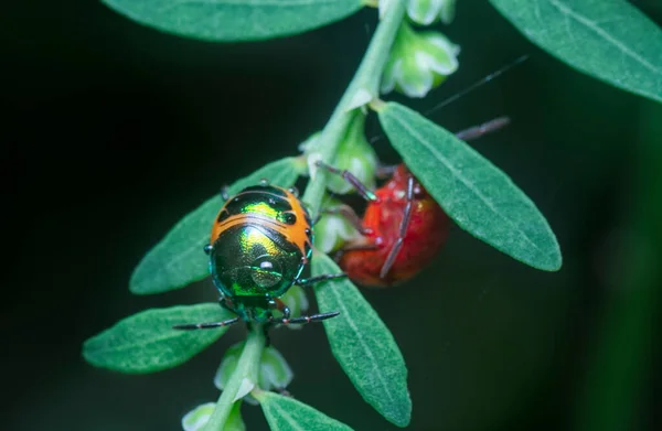 Zbliżenie Kolorowe Metaliczny Klejnot Nimfa Bug — Zdjęcie stockowe