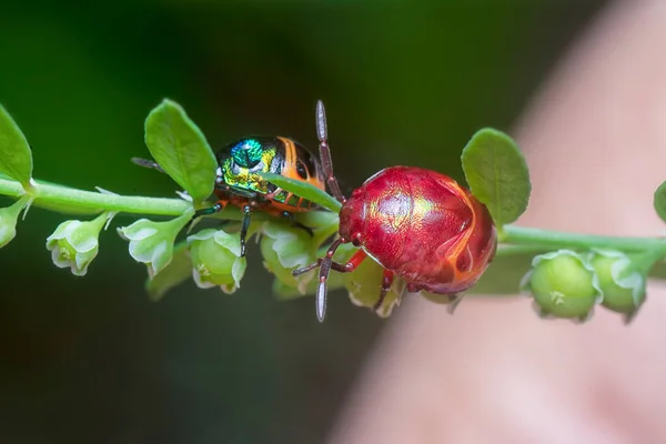closeup of the colorful metallic jewel bug nymph.