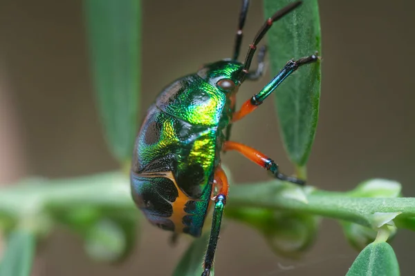 Closeup Από Πολύχρωμο Μεταλλικό Bug Κόσμημα Νύμφη — Φωτογραφία Αρχείου