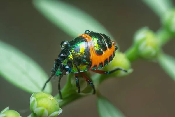 Closeup Colorful Metallic Jewel Bug Nymph — Stock Photo, Image