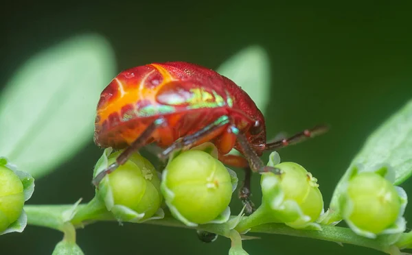 Primer Plano Ninfa Colorida Joya Metálica Insecto — Foto de Stock